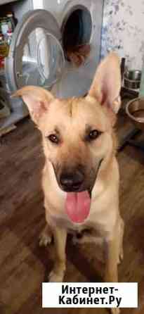 Пес Дружок в добрые руки Нижний Новгород