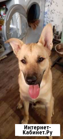 Пес Дружок в добрые руки Нижний Новгород - изображение 1