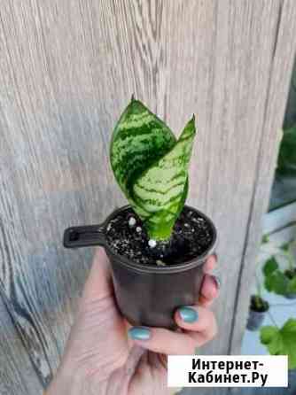 Сансевиерия ханни Иркутск