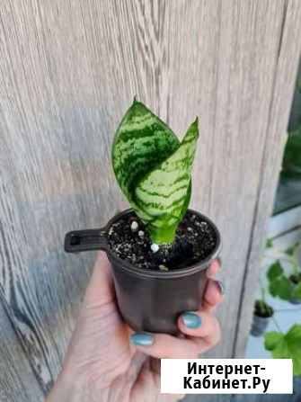 Сансевиерия ханни Иркутск - изображение 1