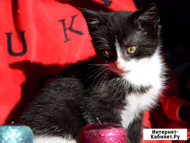 Котёнок - девочка в дар Луховицы - изображение 1
