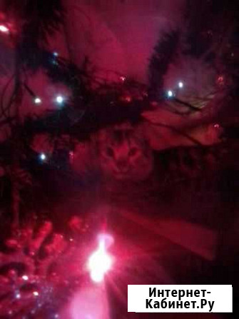 Котенок Рязань - изображение 1