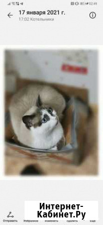 Кот Котельники - изображение 1