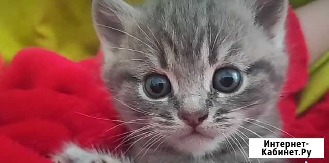 Котята Батайск - изображение 1