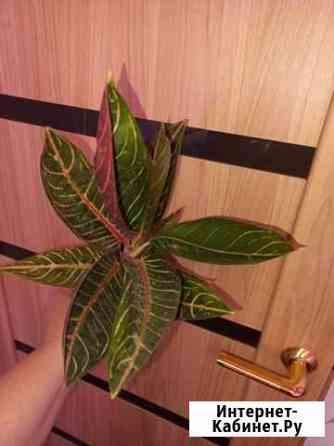 Аглаонема суматра Иркутск