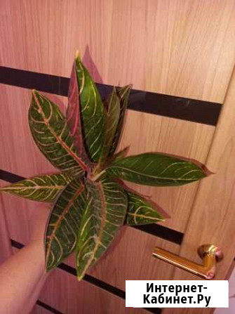 Аглаонема суматра Иркутск - изображение 1