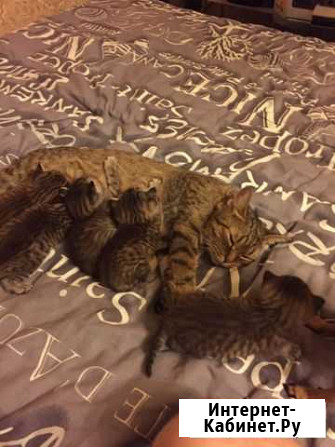 Котята в добрые руки бесплатно Тула - изображение 1