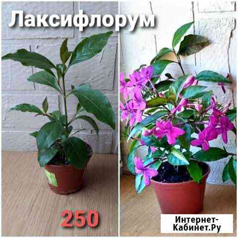 Растения для дома и для души Батайск