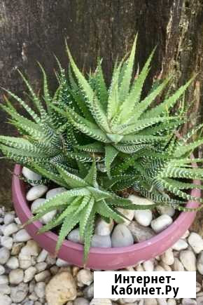 Хавортия, семейство суккулентоа Рязань - изображение 1