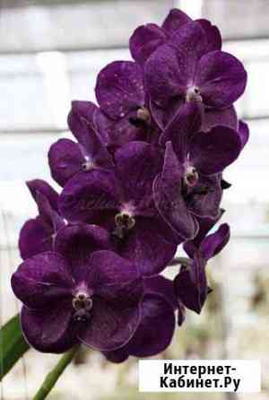 Орхидея V. Fuchs Delight Blue x Dr. Anek Бийск