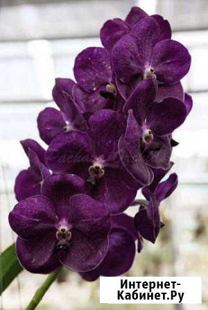 Орхидея V. Fuchs Delight Blue x Dr. Anek Бийск - изображение 1