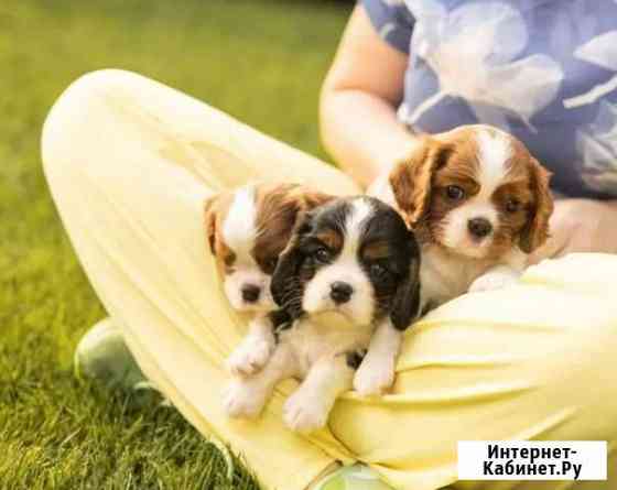 Кавалер Кинг чарльз спаниель Краснодар