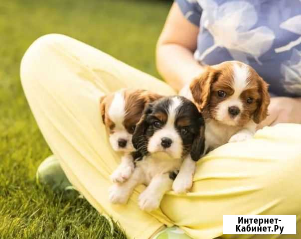 Кавалер Кинг чарльз спаниель Краснодар - изображение 1