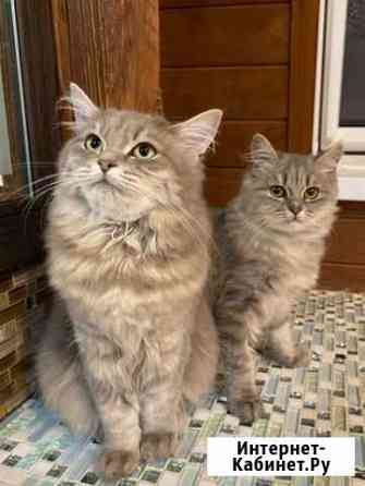 Кошечка Краснодар