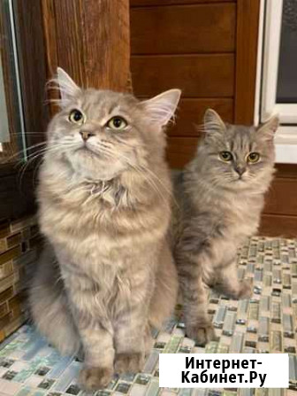 Кошечка Краснодар - изображение 1