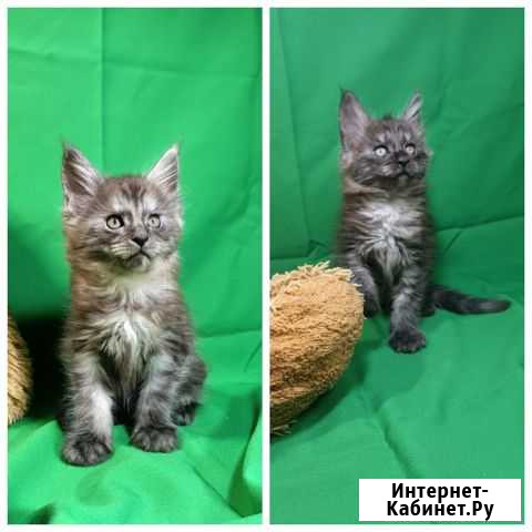 Котята Мейн-кун Ульяновск - изображение 1