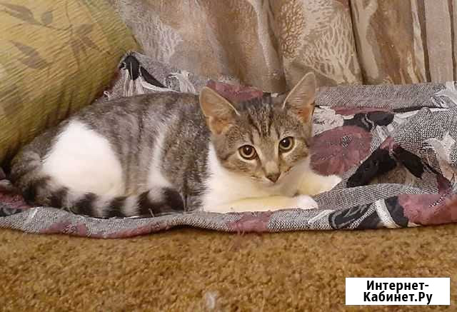 Котенок в добрые ручки Гатчина - изображение 1