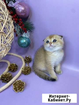 Шотландские котята Тюмень - изображение 1