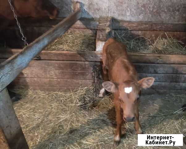 Тёлочка айширской породы Велиж - изображение 1