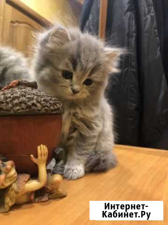 Шотландские котята (котик) Красногорск - изображение 1