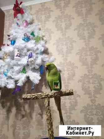 Ожереловый попугай Москва