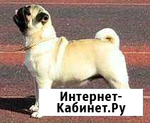 Вязка мопс Красноярск - изображение 1