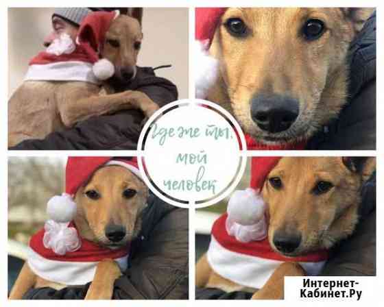 Новогоднее чудо щенок Краснодар