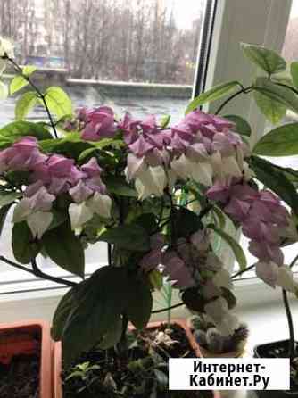 Комнатное растение Клеродендрум Томсон Ижевск