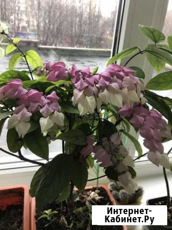 Комнатное растение Клеродендрум Томсон Ижевск - изображение 1