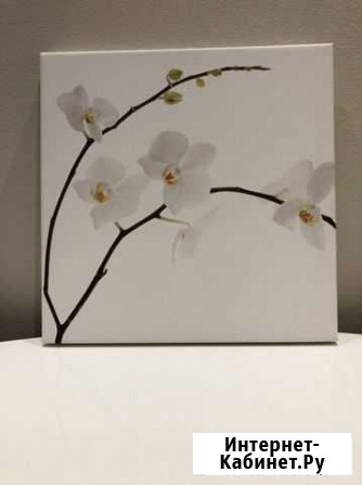 Постер Orchid philip plisson Севастополь - изображение 1