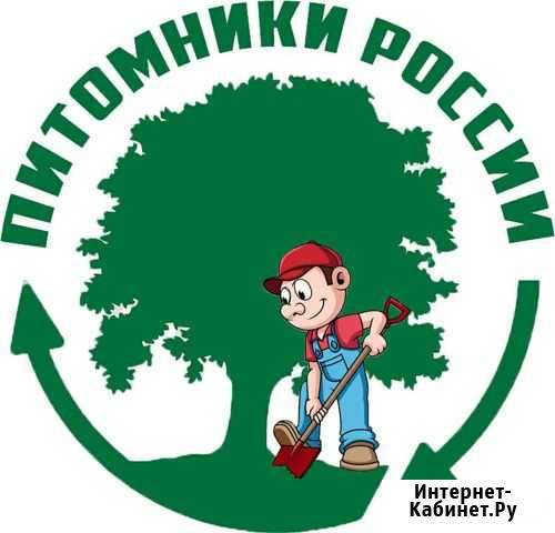Саженцы вишни Николаевка - изображение 1