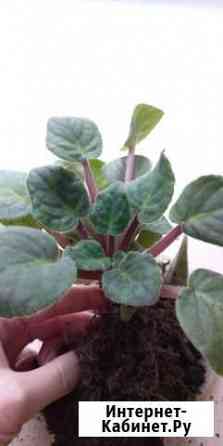 Отростки фиалок Ставрополь