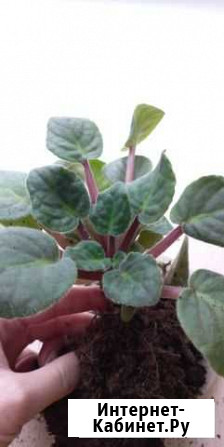 Отростки фиалок Ставрополь - изображение 1