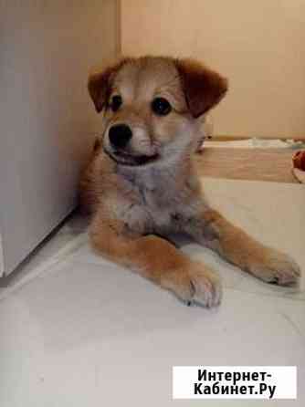 Собака в добрые руки Казань