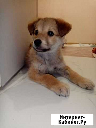 Собака в добрые руки Казань - изображение 1