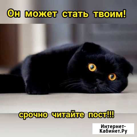 Котик вислоухий шотландский/британский Городец - изображение 1