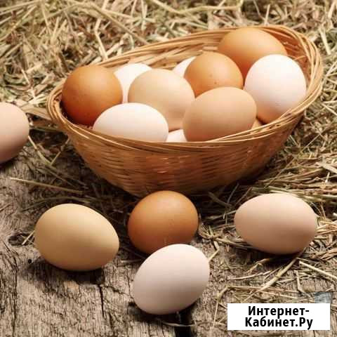 Домашние куриные яйца Печерск - изображение 1