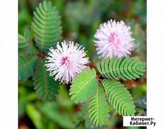 Семена мимозы стыдливой Ульяновск