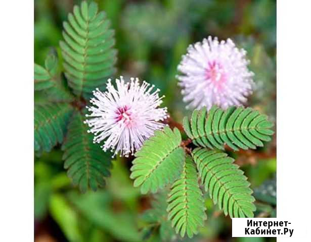 Семена мимозы стыдливой Ульяновск - изображение 1