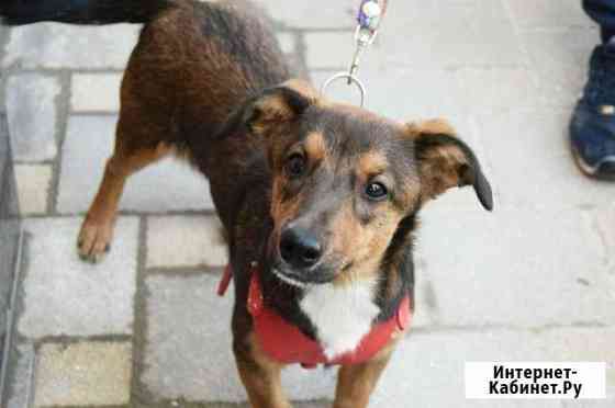 Стерелизованная девочка 4 месяца Краснодар