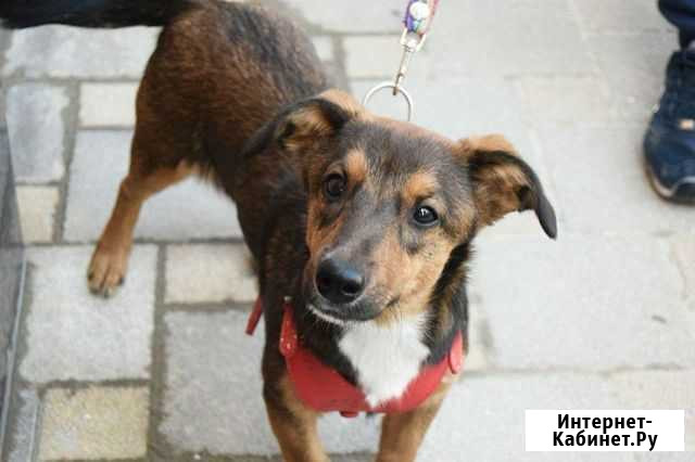 Стерелизованная девочка 4 месяца Краснодар - изображение 1