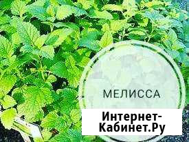 Мелисса. Чай Абакан - изображение 1
