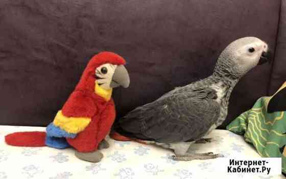 Птенец крупного попугая Москва