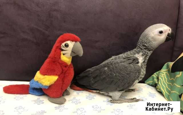 Птенец крупного попугая Москва - изображение 1