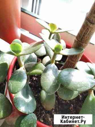 Толстянка Пермь