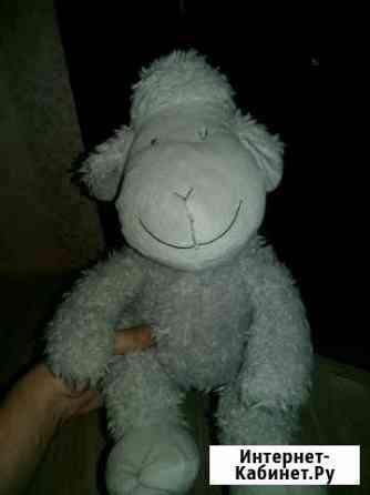 Овечка Новосибирск