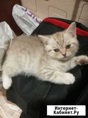 Котенок Британской короткошерстной Чита - изображение 1
