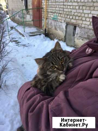 Котенок мальчик Владимир - изображение 1