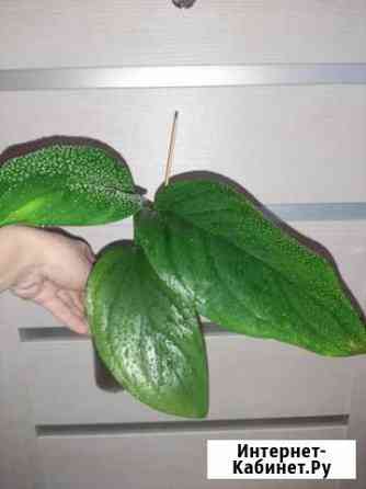 Монстеры редкие виды Ароидные Комнатные цветы Ростов-на-Дону