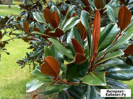 Вечна зелёная магнолия Ставрополь